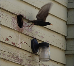 bird removal Maine
