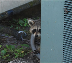 raccoon removal Maine